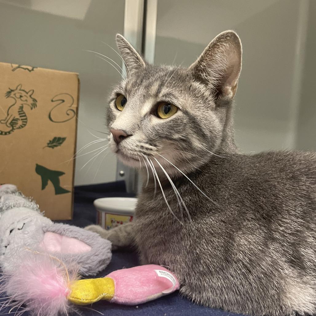 Enlarge Max, a Adoptable Domestic Short Hair in Saint Charles, MO image 3/5
