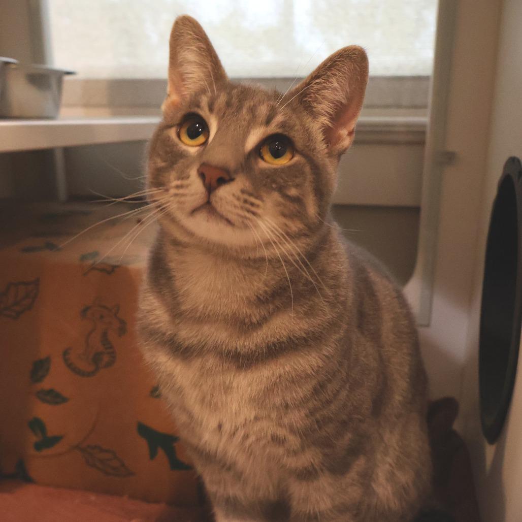 Enlarge Max, a Adoptable Domestic Short Hair in Saint Charles, MO image 4/5