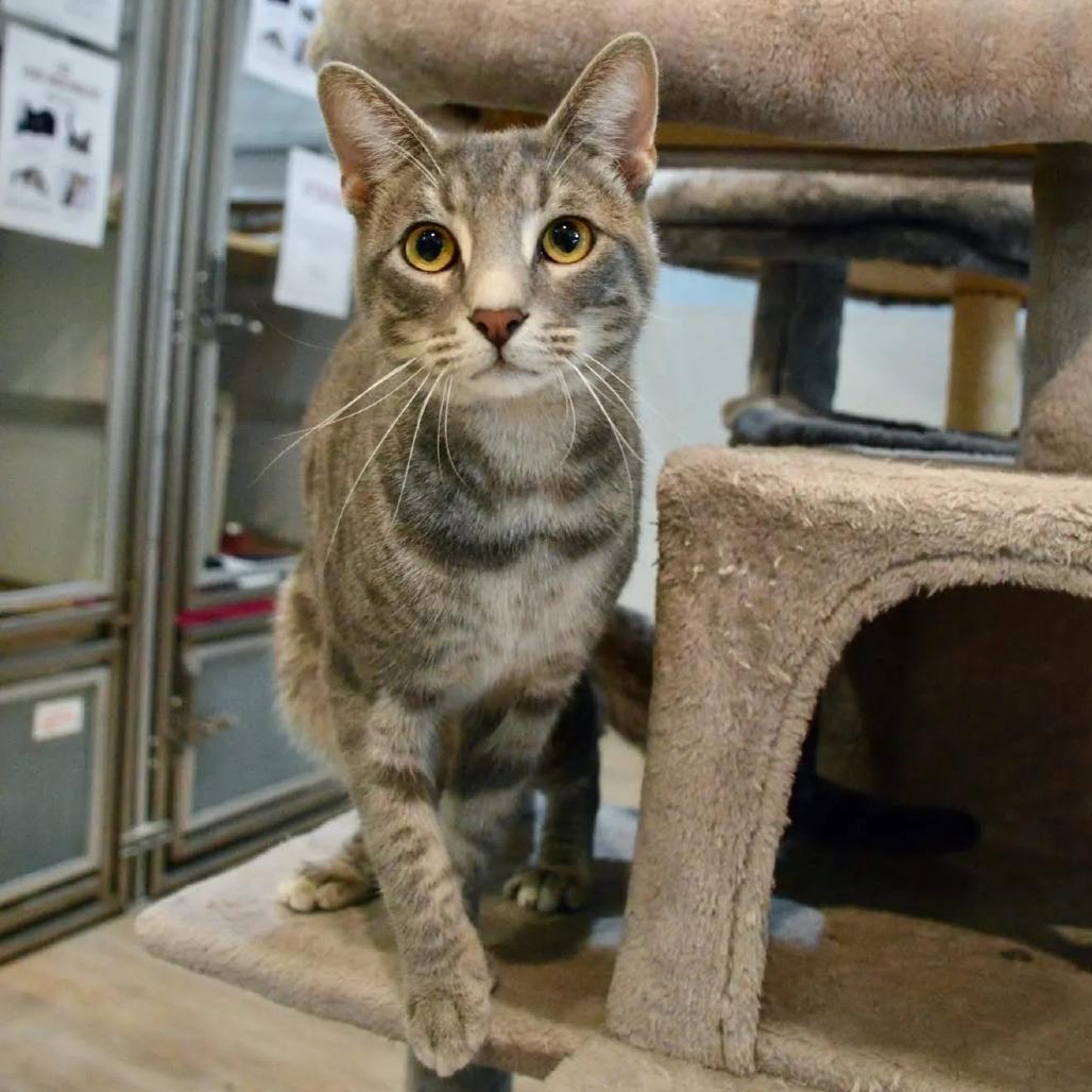 Enlarge Max, a Adoptable Domestic Short Hair in Saint Charles, MO image 5/5
