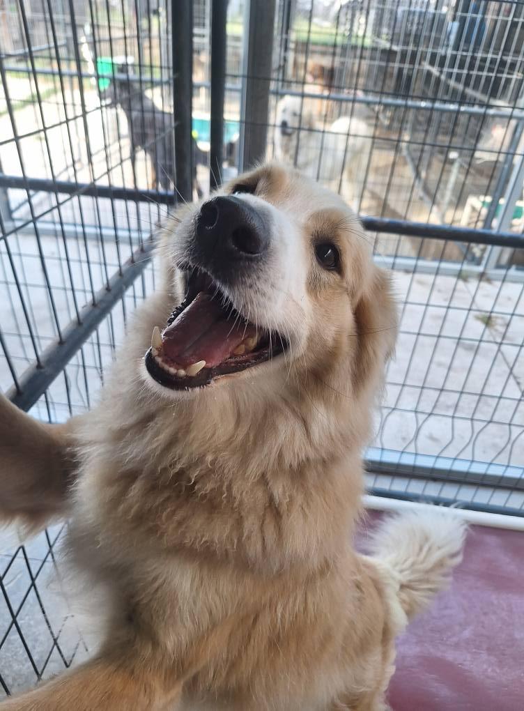 Max, a Adoptable mixed breed in Anderson, IN image 2/4