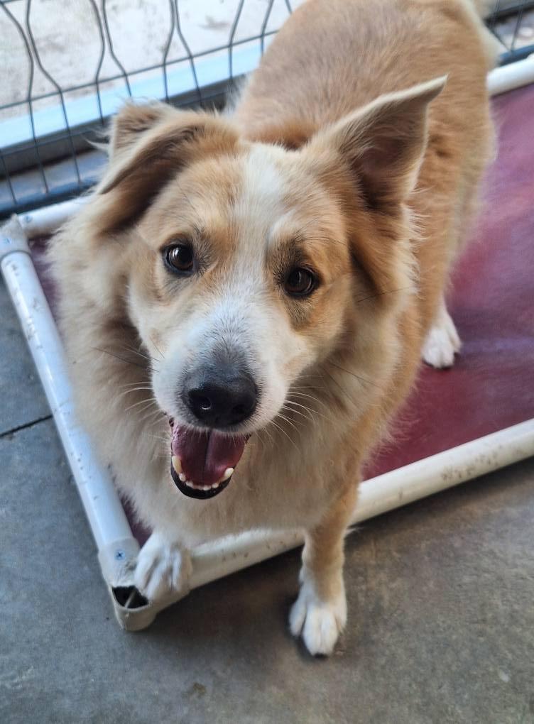 Max, a Adoptable mixed breed in Anderson, IN image 1/4