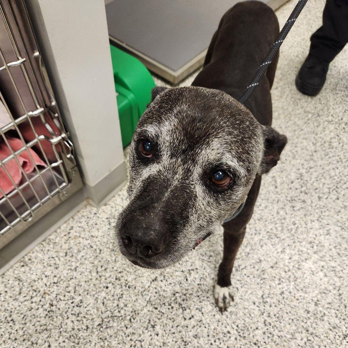 Enlarge FOUND, an adopted mixed breed in Liberty, MO image 1/1
