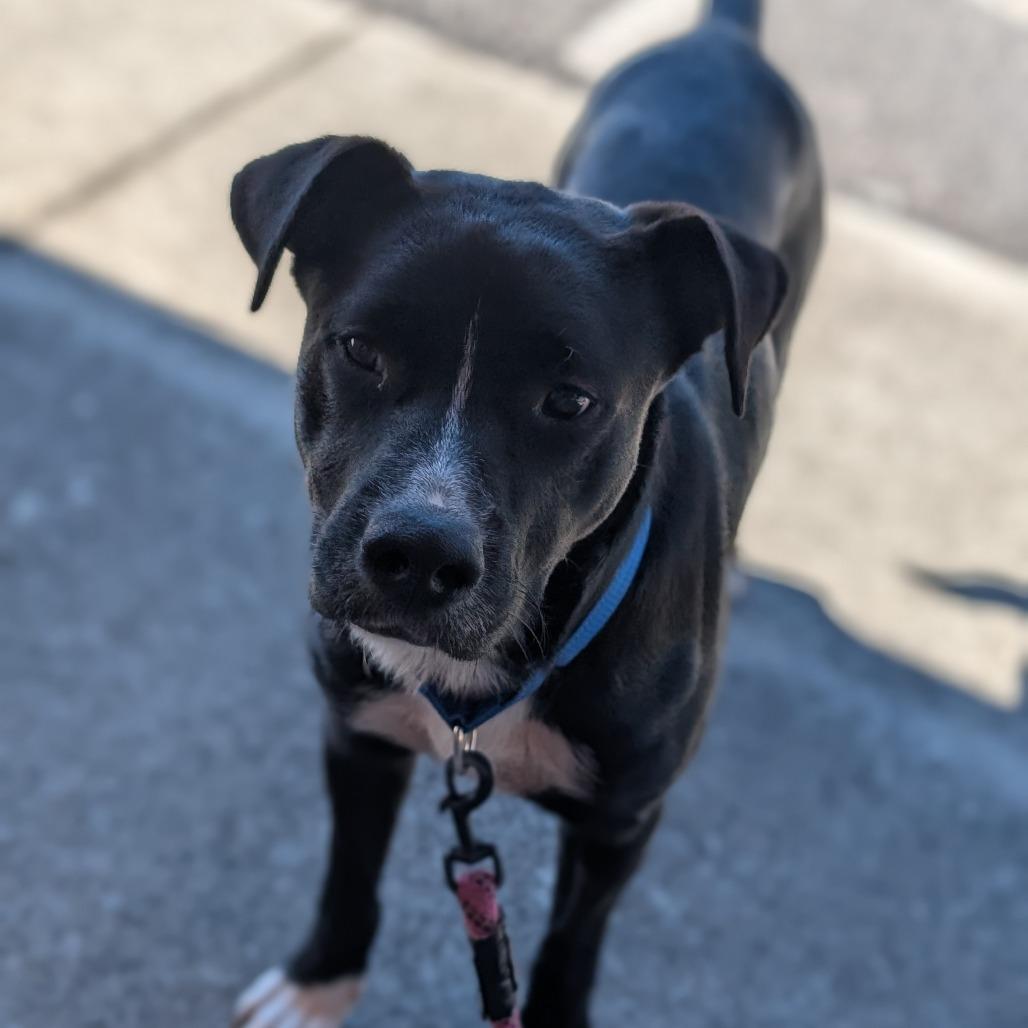 Enlarge Witt (BAS), a Adoptable mixed breed in Lenoir, NC image 1/6