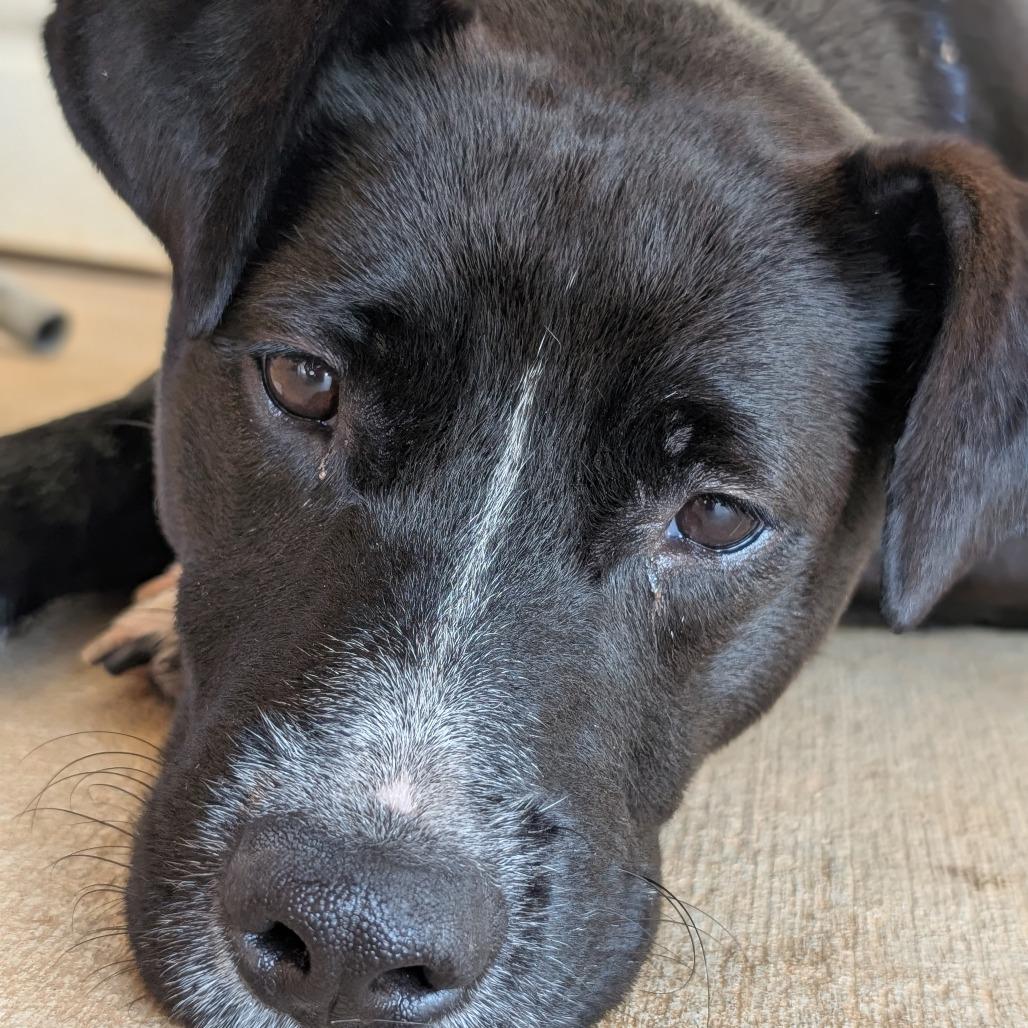 Enlarge Witt (BAS), a Adoptable mixed breed in Lenoir, NC image 2/6