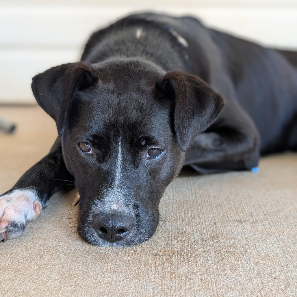 Enlarge Witt (BAS), a Adoptable mixed breed in Lenoir, NC image 3/6