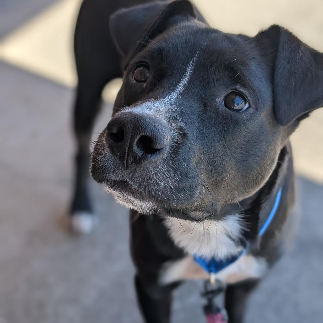 Enlarge Witt (BAS), a Adoptable mixed breed in Lenoir, NC image 4/6