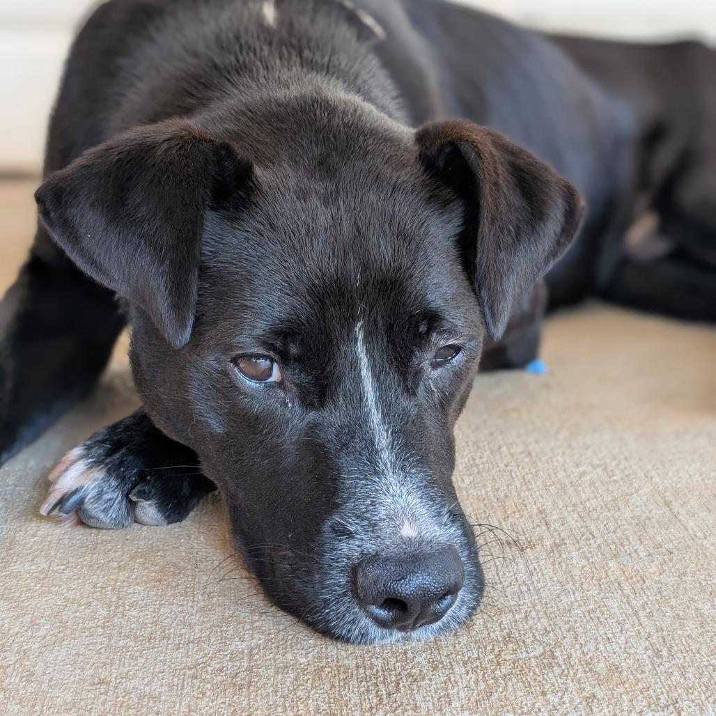Enlarge Witt (BAS), a Adoptable mixed breed in Lenoir, NC image 5/6