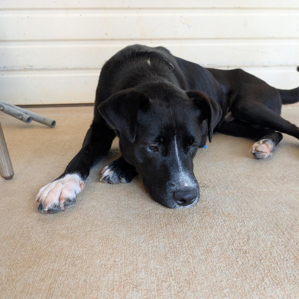 Enlarge Witt (BAS), a Adoptable mixed breed in Lenoir, NC image 6/6
