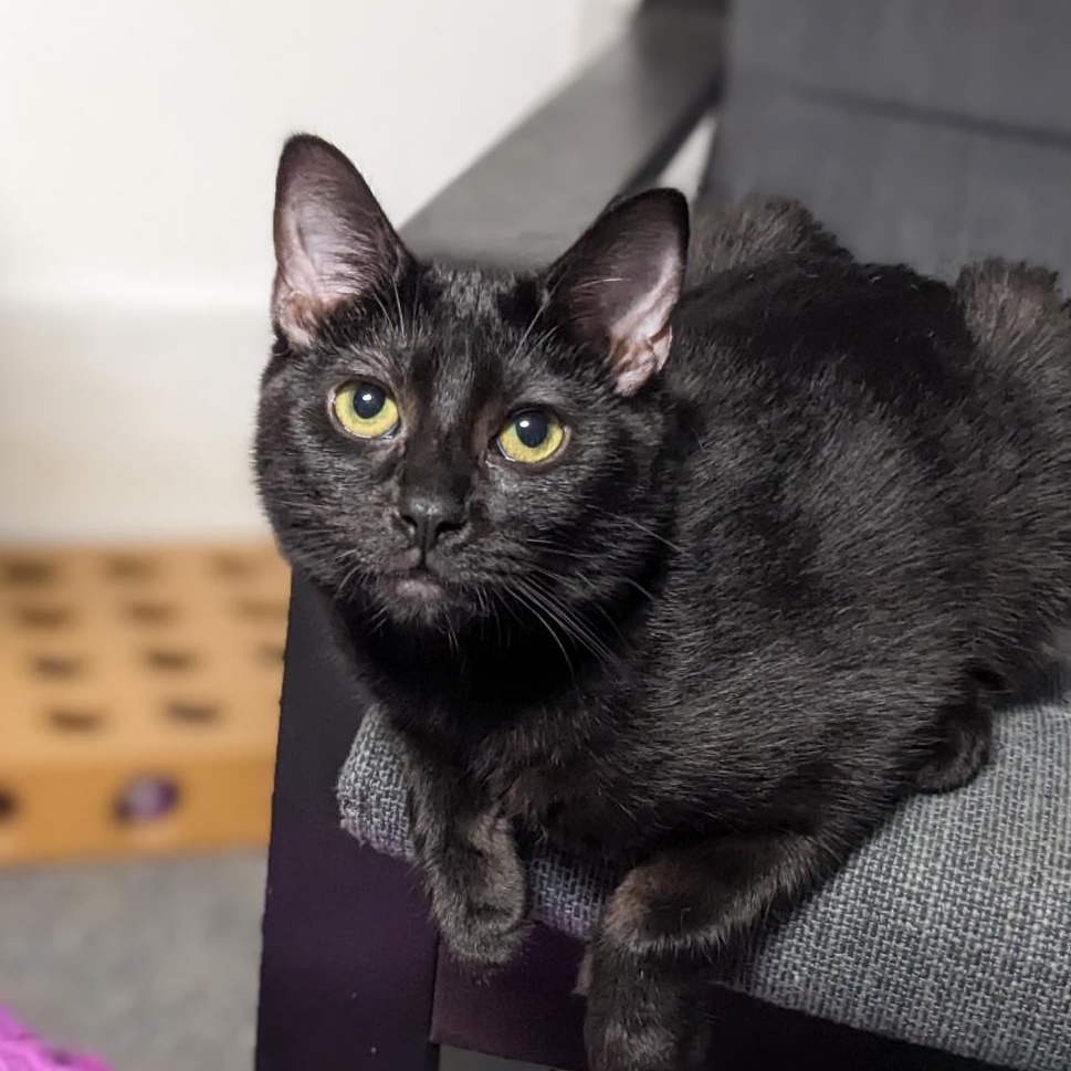 Enlarge Ajax, a Adoptable Domestic Short Hair in Shippenville, PA image 2/6