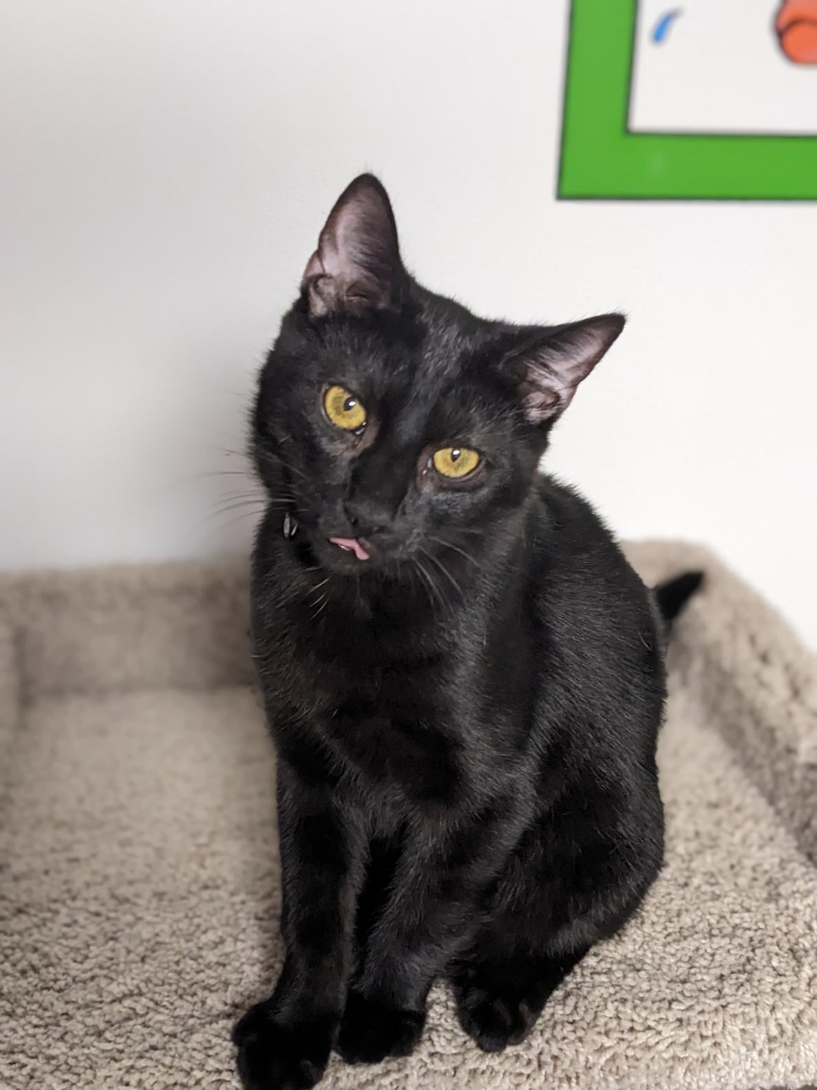 Enlarge Ajax, a Adoptable Domestic Short Hair in Shippenville, PA image 4/6