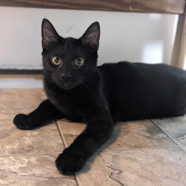 Enlarge Ajax, a Adoptable Domestic Short Hair in Shippenville, PA image 6/6