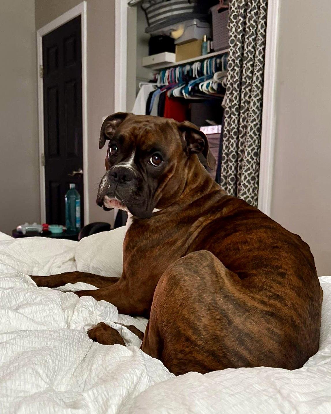 Kuch, Adoptable, Adult Male Boxer.