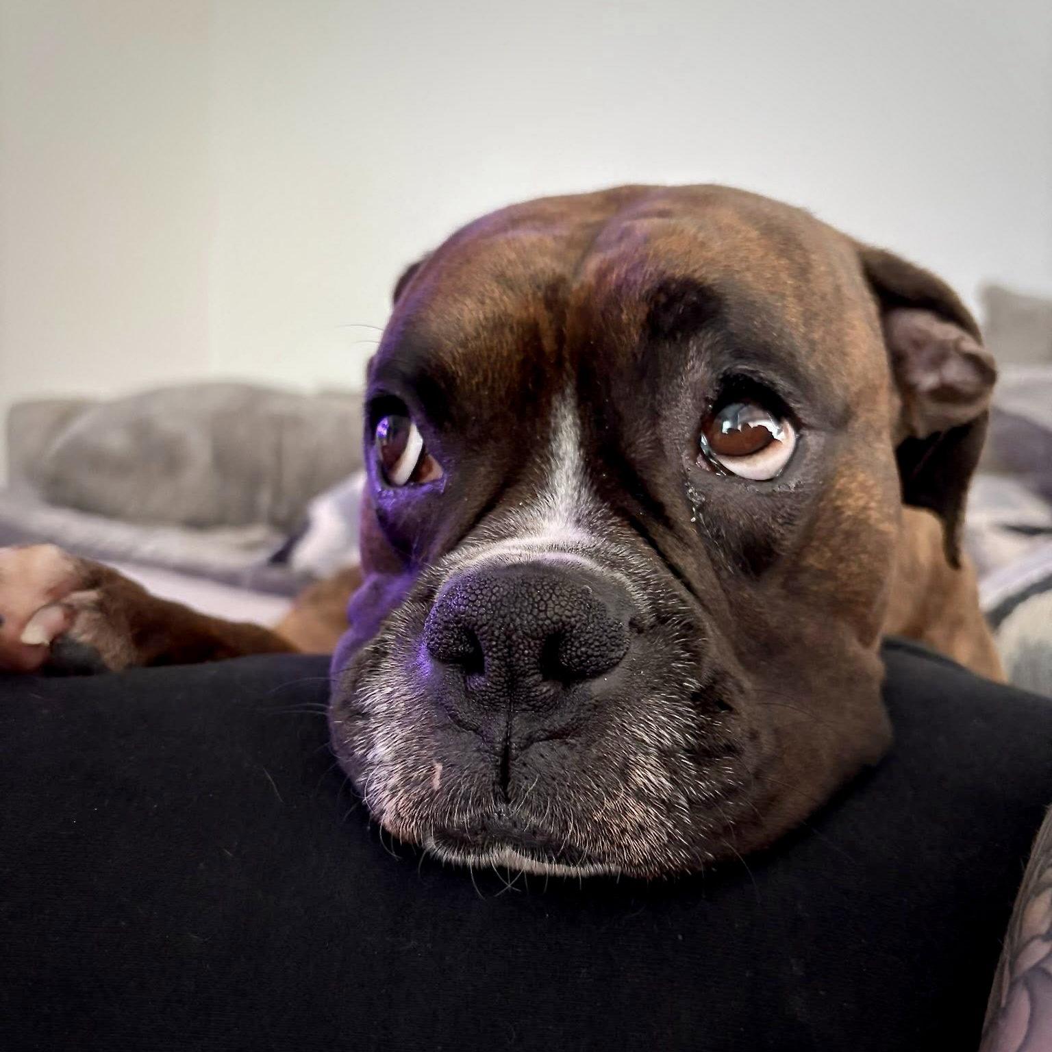 Enlarge Kuch, a Adoptable Boxer in Monticello, NY image 2/2