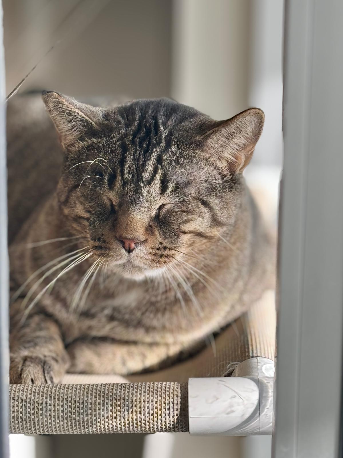 Enlarge Buzz, a ADOPTABLE Domestic Short Hair in Benton Harbor, MI image 1/1