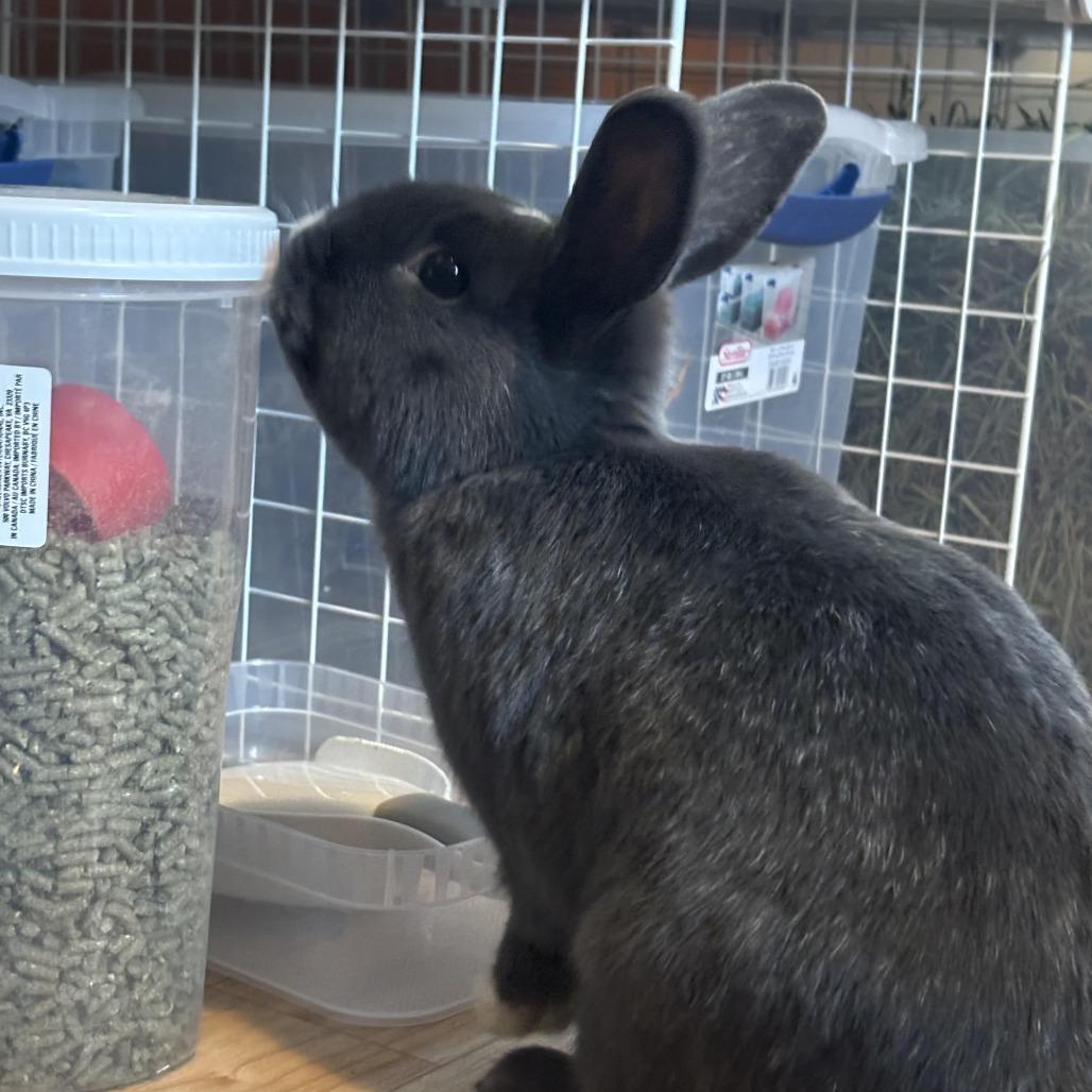 Mark-In Foster, Adoptable, Young Male American.