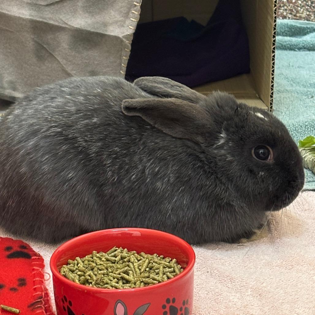 Enlarge Mark-In Foster, a Adoptable American in Springfield, MA image 1/1