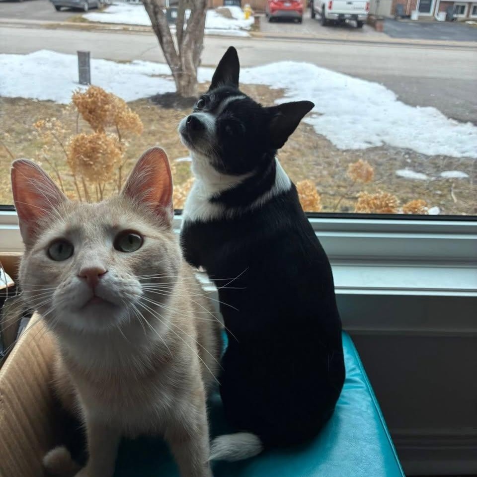 Ace, a ADOPTABLE mixed breed in Barrie, ON image 3/6