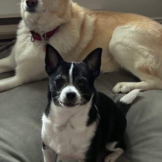 Ace, ADOPTABLE, Adult Male Chihuahua.