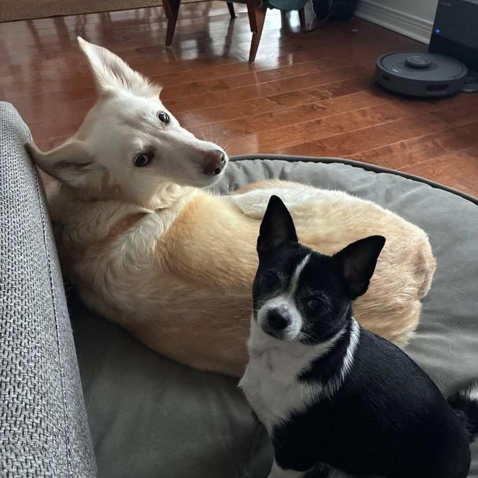 Ace, a ADOPTABLE mixed breed in Barrie, ON image 6/6