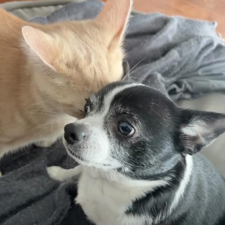 Ace, a ADOPTABLE mixed breed in Barrie, ON image 5/6