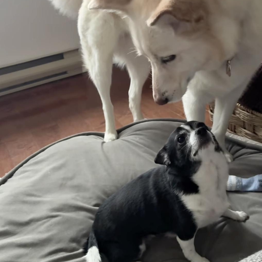 Ace, a ADOPTABLE mixed breed in Barrie, ON image 4/6