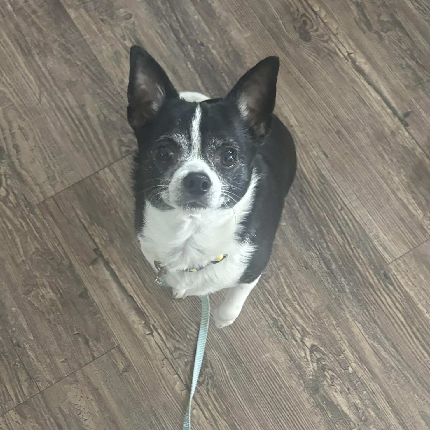 Ace, a ADOPTABLE mixed breed in Barrie, ON image 2/6