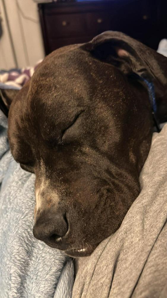 Duke, Adoptable, Young Male Pit Bull Terrier.