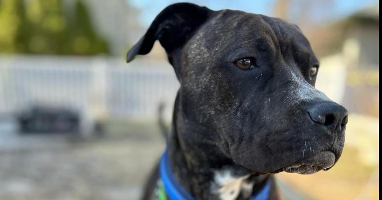 Enlarge Duke #4, a Adoptable Pit Bull Terrier in Indianapolis, IN image 1/1