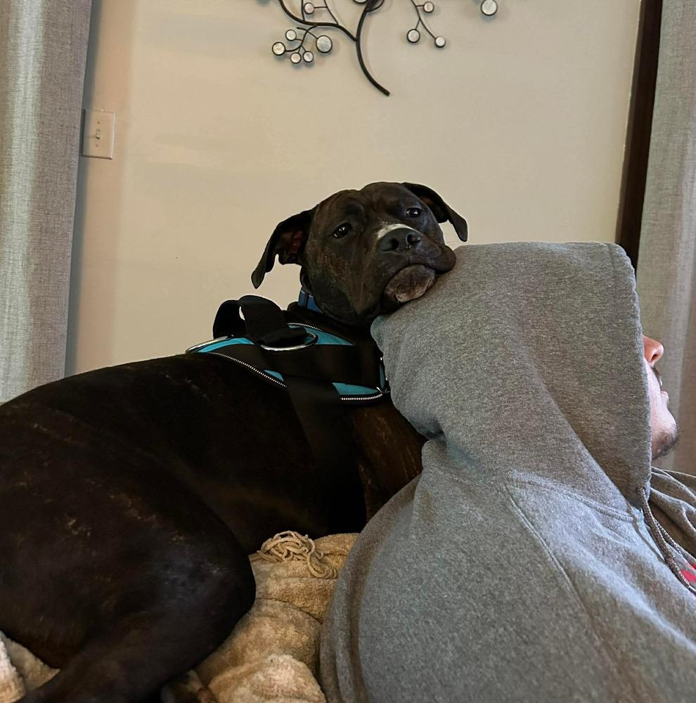 Enlarge Duke, a Adoptable Pit Bull Terrier in Indianapolis, IN image 4/4