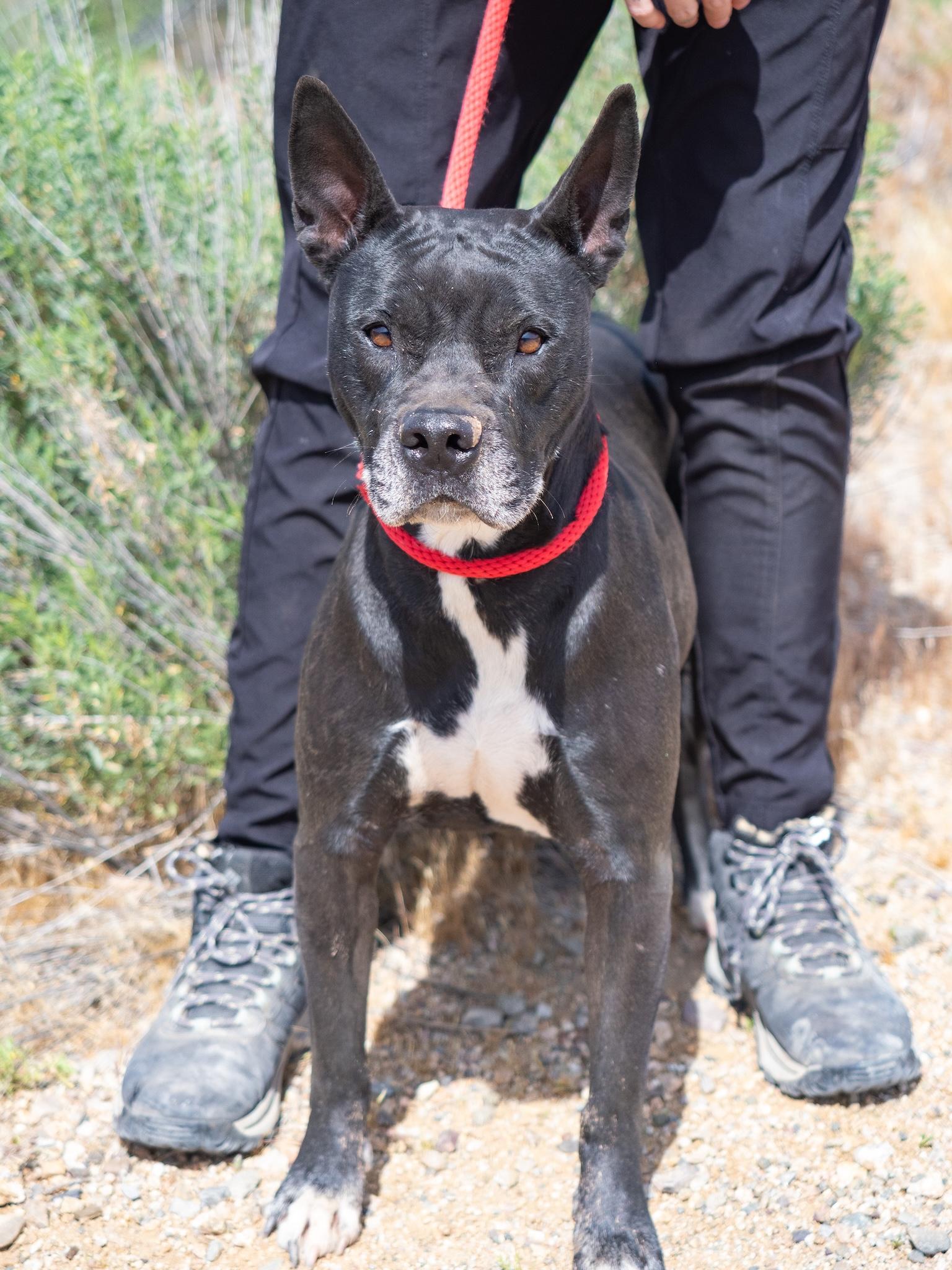 Enlarge Lady, an adopted mixed breed in Globe, AZ image 1/2