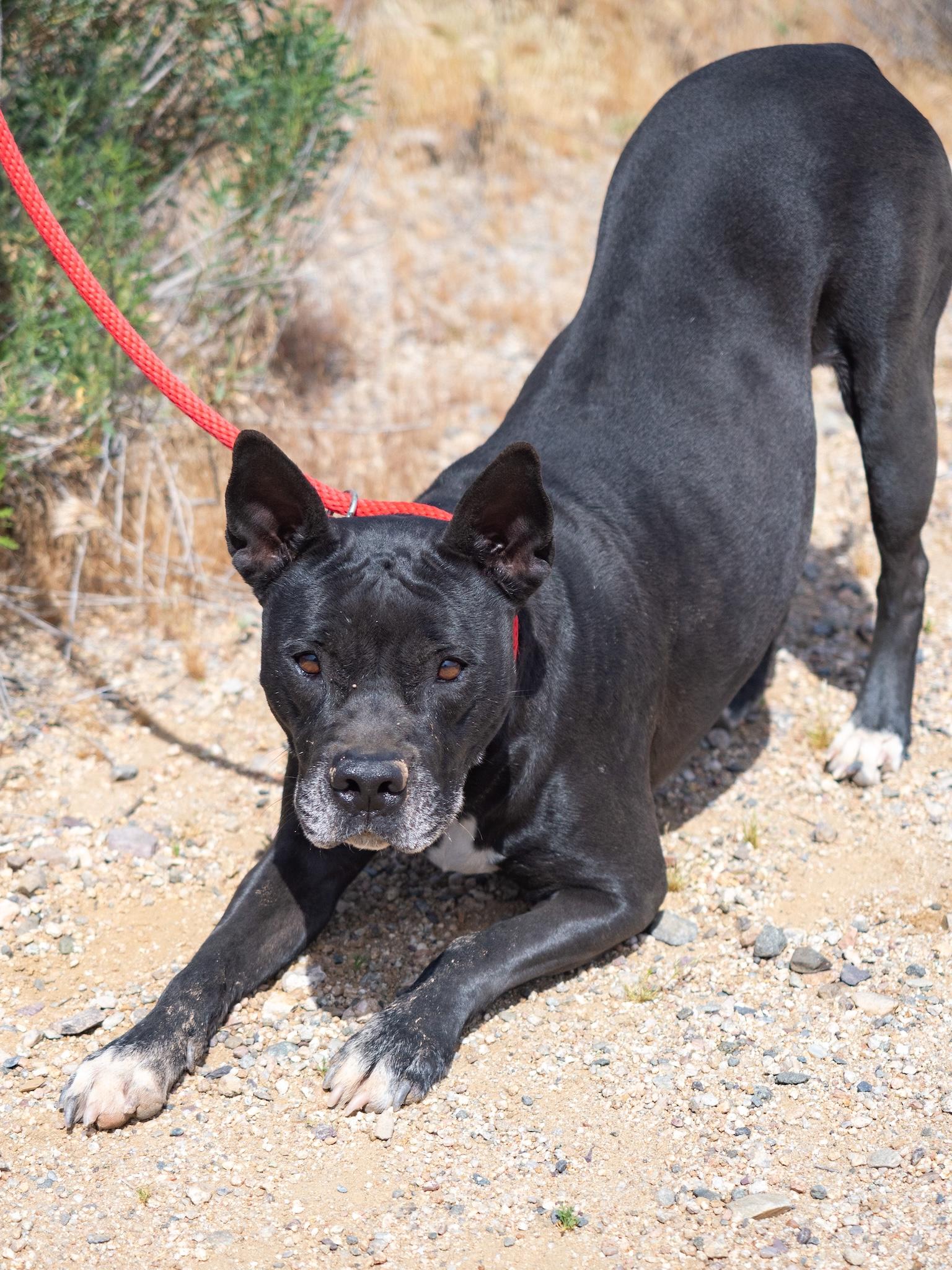 Enlarge Lady, an adopted mixed breed in Globe, AZ image 2/2