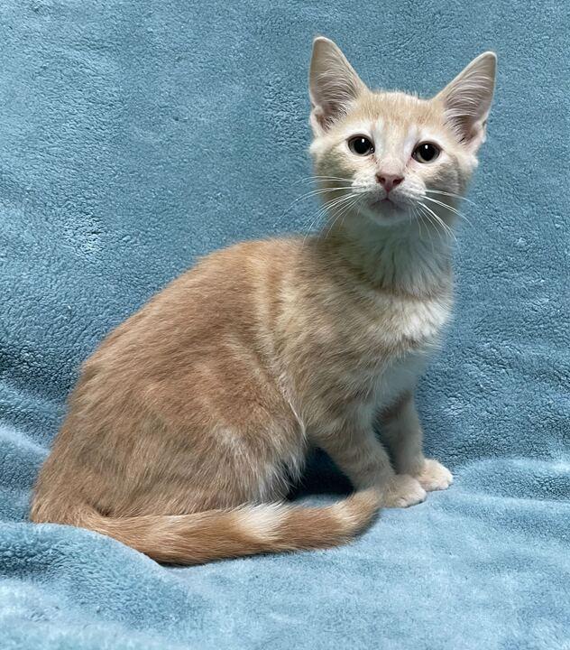 Scorpion, an adopted Domestic Short Hair in Jackson, MI image 4/6