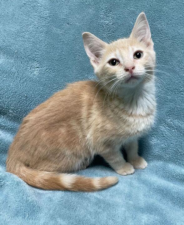 Scorpion, an adopted Domestic Short Hair in Jackson, MI image 2/6