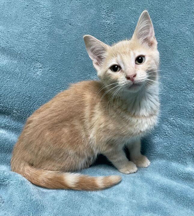 Scorpion, an adopted Domestic Short Hair in Jackson, MI image 1/6
