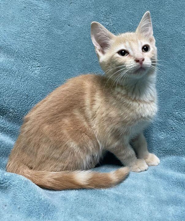 Scorpion, an adopted Domestic Short Hair in Jackson, MI image 5/6