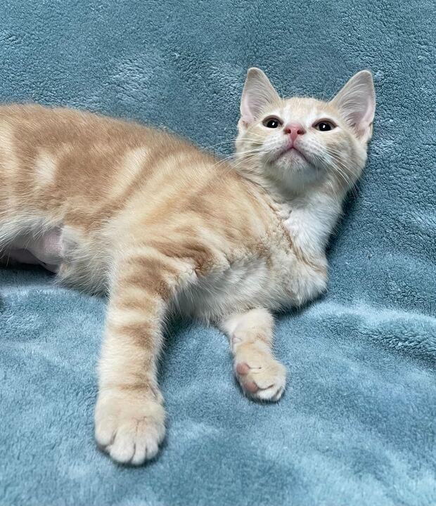 Scorpion, an adopted Domestic Short Hair in Jackson, MI image 3/6