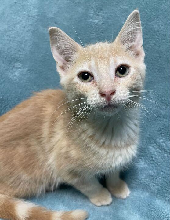 Scorpion, an adopted Domestic Short Hair in Jackson, MI image 6/6