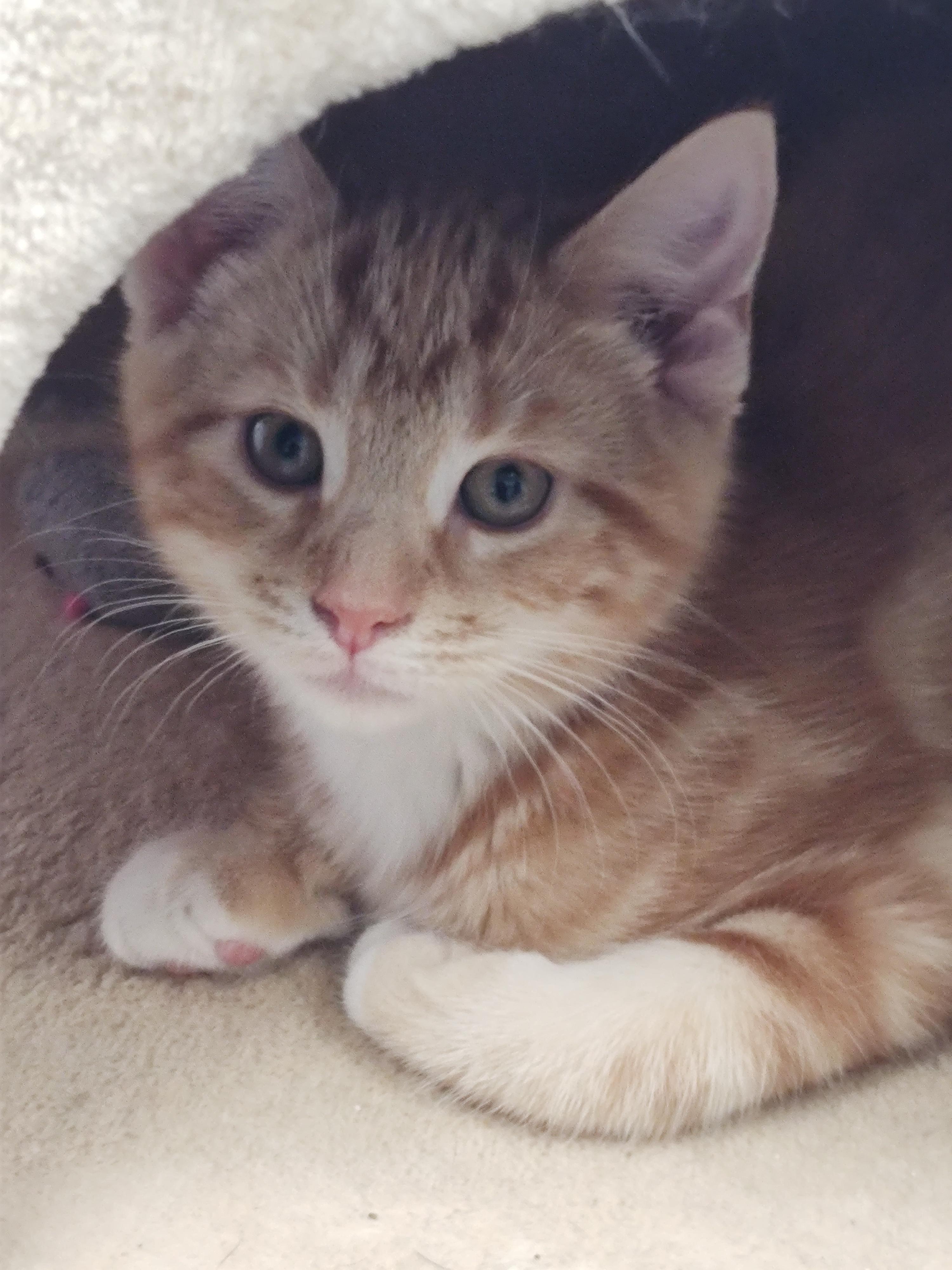 Enlarge Meowth, an adopted Domestic Short Hair in Newburgh, NY image 2/2