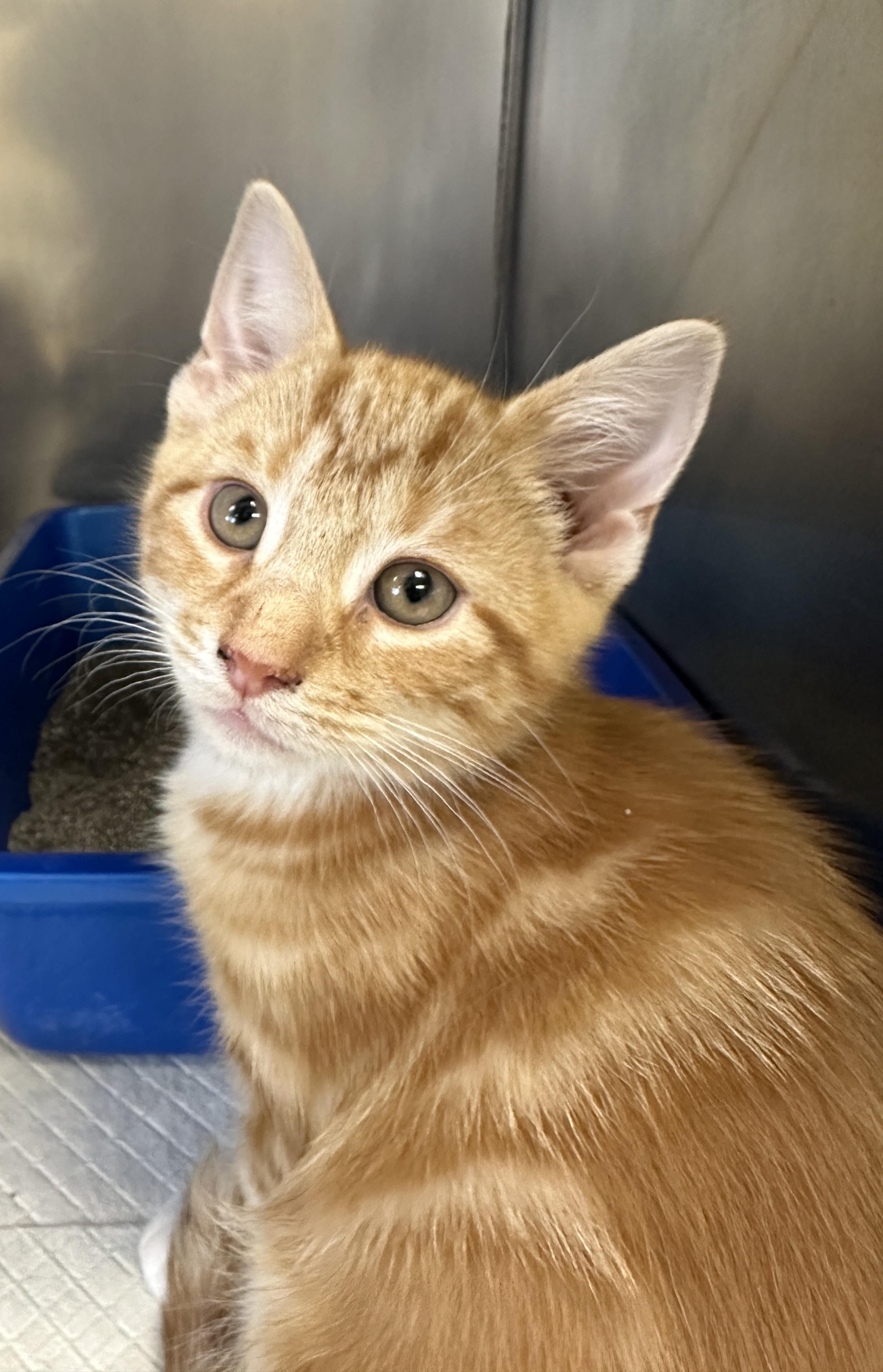 Meowth, ADOPTABLE, Kitten Male Domestic Short Hair.