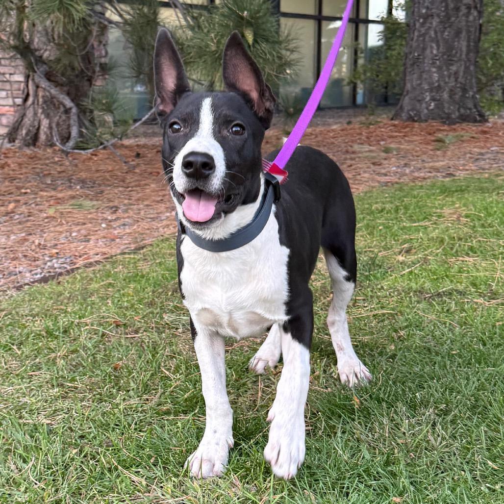670 (2026) Dozer, a Adoptable mixed breed in Parker, CO image 1/6
