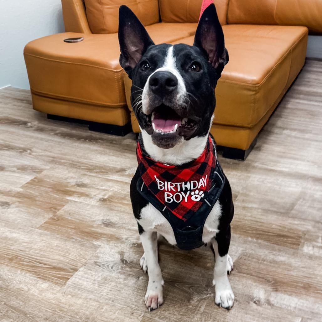 670 (2026) Dozer, a Adoptable mixed breed in Parker, CO image 2/6