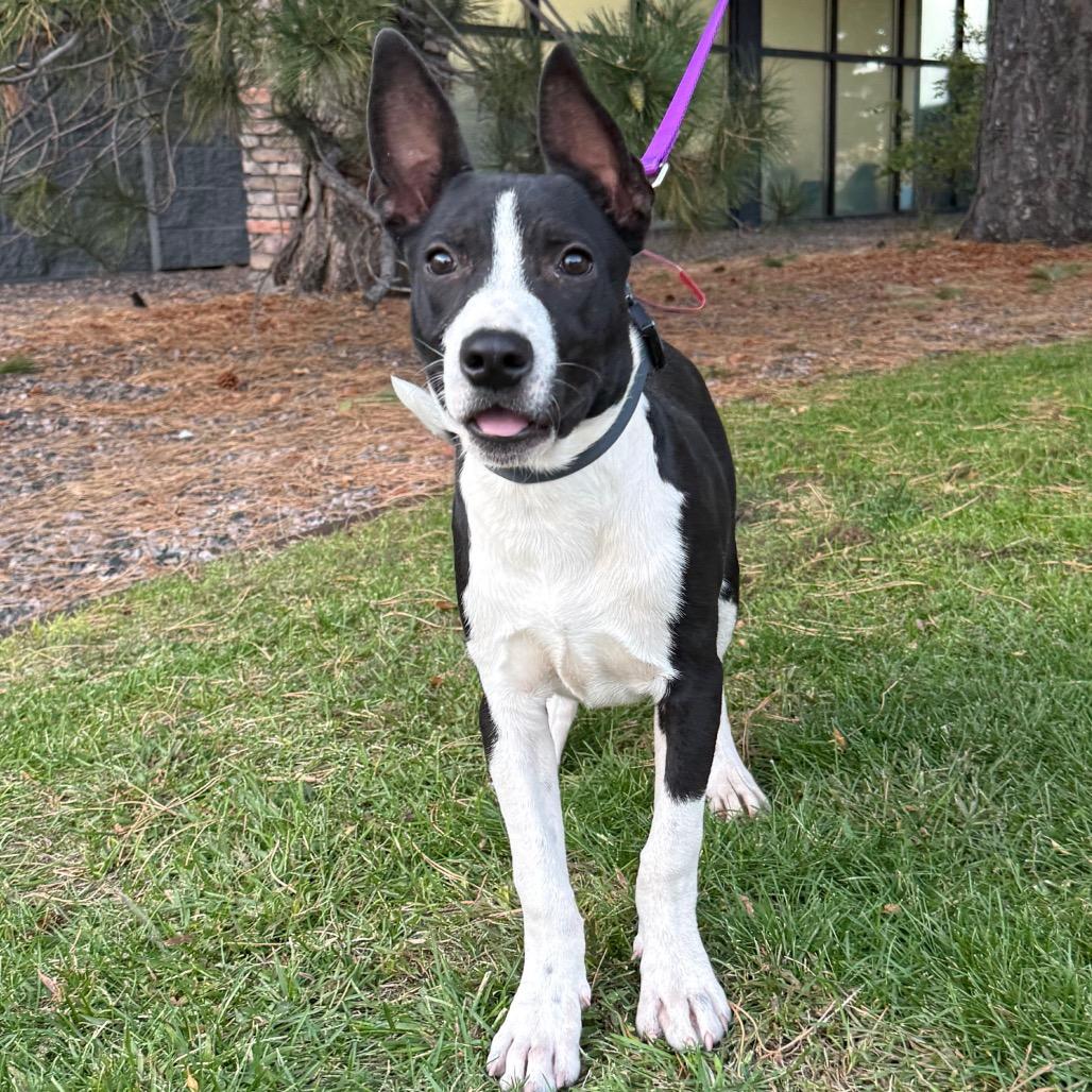 670 (2026) Dozer, a Adoptable mixed breed in Parker, CO image 3/6