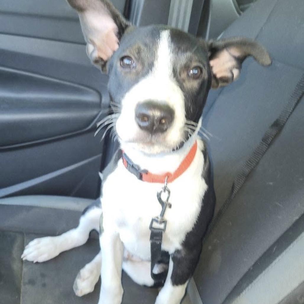 670 (2026) Dozer, a Adoptable mixed breed in Parker, CO image 5/6