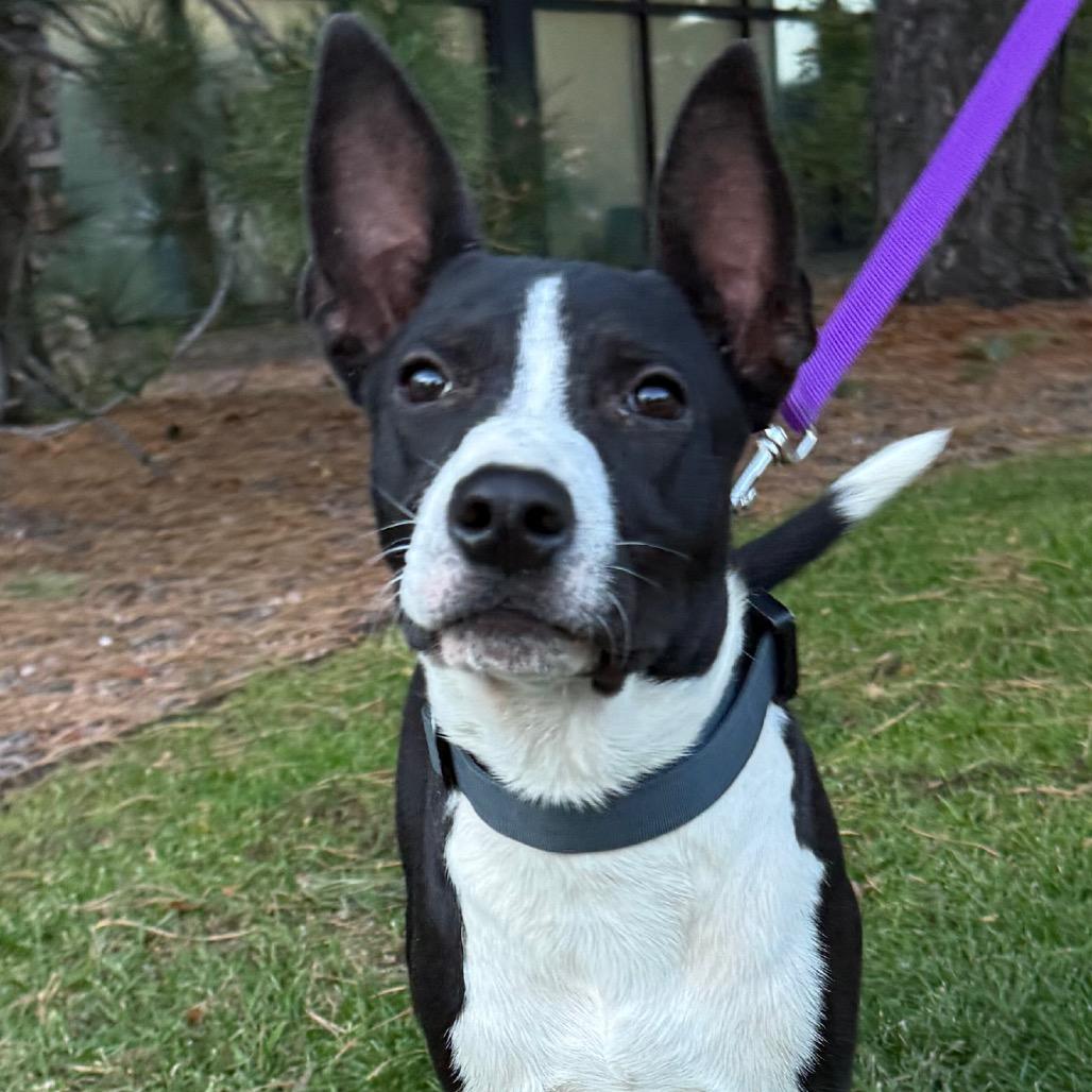 670 (2026) Dozer, a Adoptable mixed breed in Parker, CO image 6/6