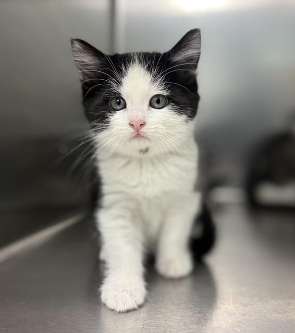 Enlarge Dorothy, a Adopted mixed breed in Sioux City, IA image 1/1