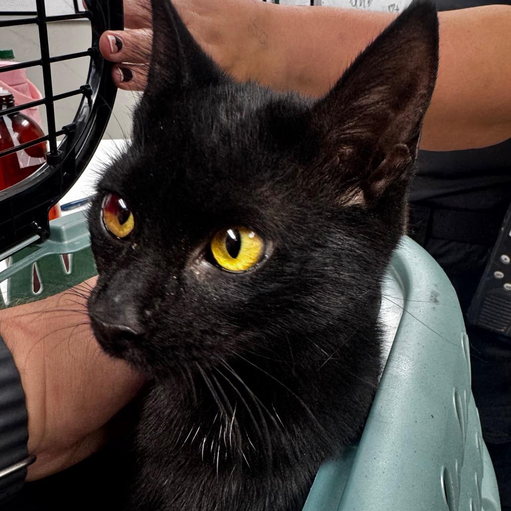 Enlarge Sybil, a Adoptable Domestic Short Hair in Starkville, MS image 1/1