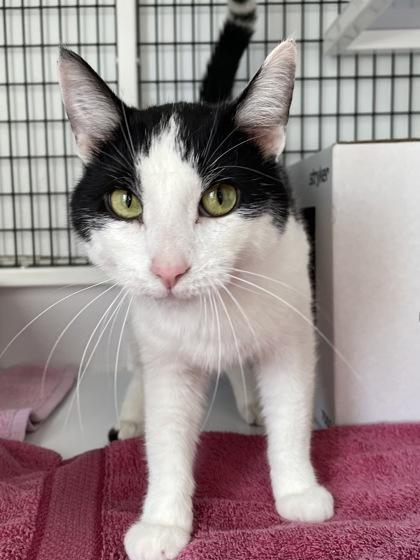 Enlarge Chad, a Adoptable mixed breed in Madison, WI image 1/2