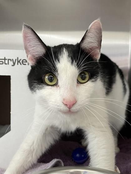 Enlarge Chad, a Adoptable mixed breed in Madison, WI image 2/2