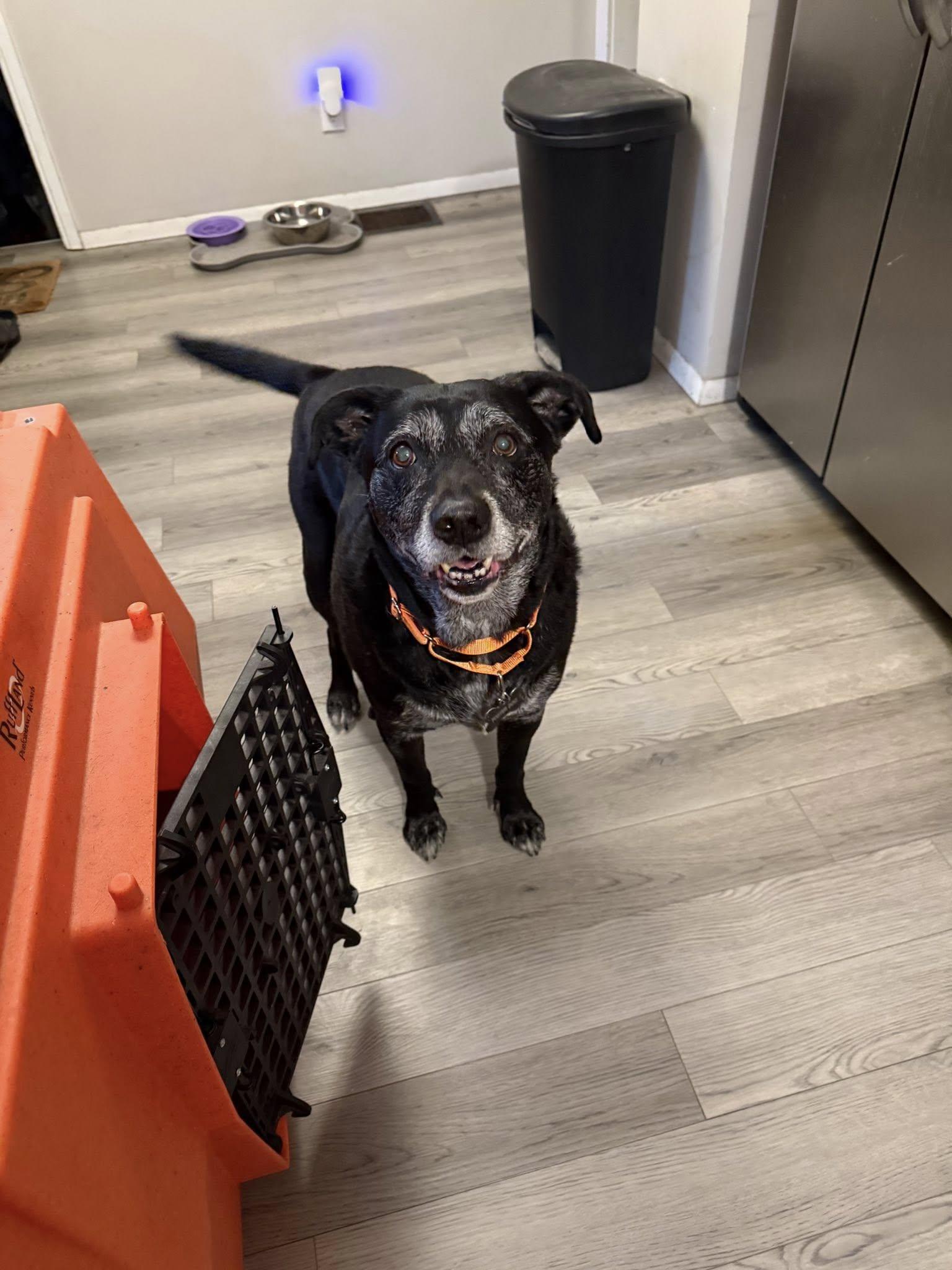 Walter, Adoptable, Senior Male Labrador Retriever.