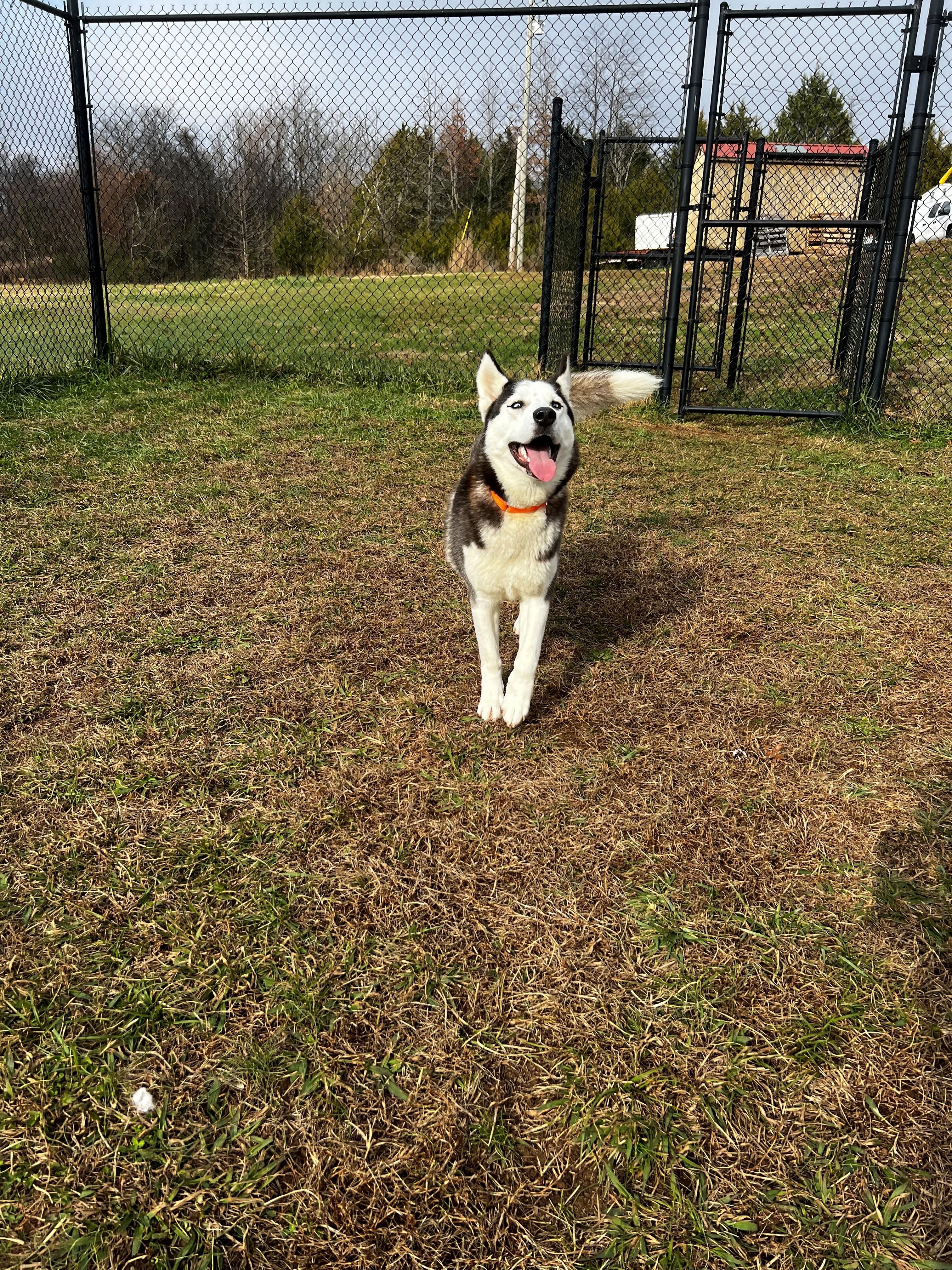 Nova, ADOPTABLE, Adult Female Husky.